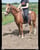 Paardadvertentie