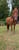 Horse ad