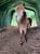 Horse ad