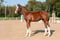 Annuncio cavallo