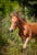 Annonce cheval