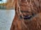 Horse ad