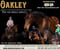 Horse ad