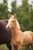 Horse ad