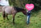 Annuncio cavallo