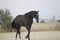 Horse ad