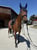 Annuncio cavallo