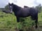 Horse ad