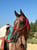 Horse ad