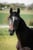 Horse ad
