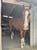 Annuncio cavallo