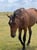 Horse ad