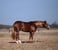 Horse ad