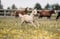 Annuncio cavallo
