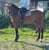Horse ad