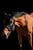 Annonce cheval
