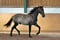 Horse ad