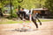Paardadvertentie