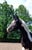 Horse ad