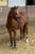 Anuncio de caballos