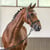 Annuncio cavallo