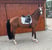 Annuncio cavallo
