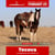 Horse ad
