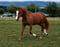 Horse ad