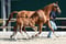Annuncio cavallo