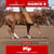 Horse ad