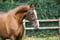 Annuncio cavallo