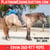 Horse ad