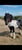 Horse ad