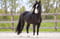 Horse ad