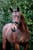 Annuncio cavallo