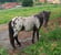 Horse ad