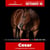 Annuncio cavallo