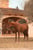 Anuncio de caballos