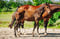 Annuncio cavallo