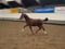 Annuncio cavallo