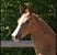 Annonce cheval
