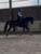 Annuncio cavallo