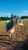 Horse ad