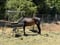 Horse ad