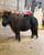Annuncio cavallo