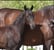 Horse ad
