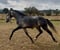 Horse ad