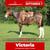 Annuncio cavallo