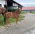 Horse ad