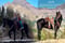 Horse ad